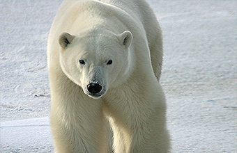 Polar bear (Nanuq)