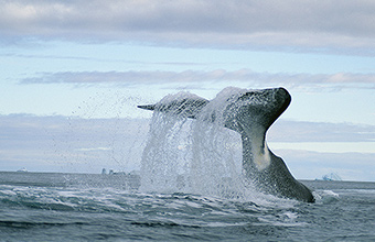 Bowhead (Arviq)
