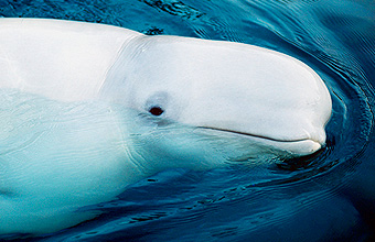 Beluga (Qilalugaq)