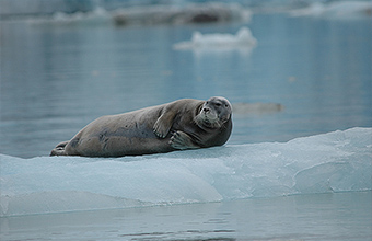 Bearded seal (Ugyuk)