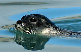 Ringed seal (Natchiq)