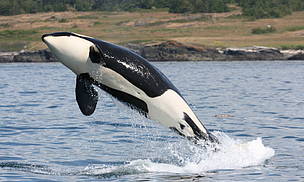 Orca
© Natalie Bowes / WWF-Canada
© Natalie Bowes / WWF-Canada