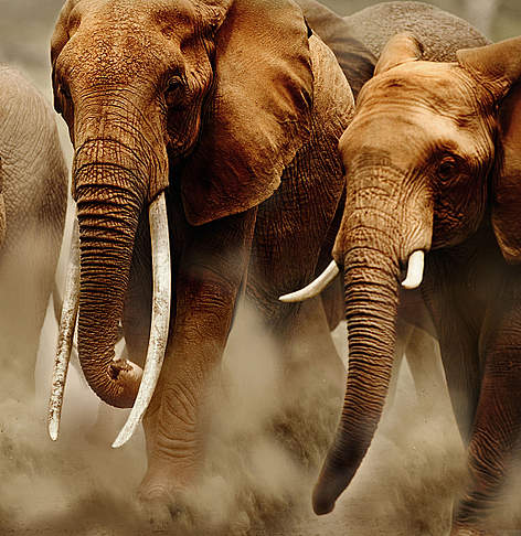 While our TRAFFIC program provided information that helped convict a B.C. man of ivory smuggling.  / &copy;: Martin Harvey/WWF-Canon