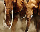 While our TRAFFIC program provided information that helped convict a B.C. man of ivory smuggling. 