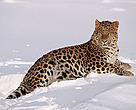 Amur leopard ( Panthera pardus orientalis) 