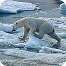  / &copy;: www.JSGrove.com / WWF