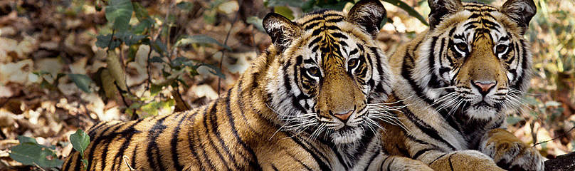 Tigers / ©: Vivek R. Sinha / WWF-Canon / ©: Vivek R. Sinha / WWF-Canon