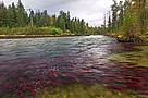  / &copy;: Andrew S. Wright / WWF-Canada