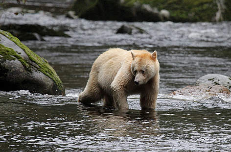  / &copy;: Natalie Bowes / WWF-Canada