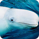  / &copy;: Kevin Schafer / WWF-Canon