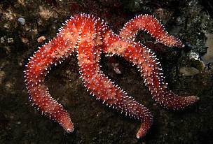 The long-rayed rainbow star Orthasterias koehleri preys upon sessile invertebrates such as mussels ... / ©: Neil McDaniel / WWF-Canada / ©: Neil McDaniel / WWF-Canada