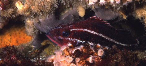 Juvenile yelloweye rockfish, Bowie Seamount / ©: Neil McDaniel/WWF-Canada / ©: Neil McDaniel/WWF-Canada