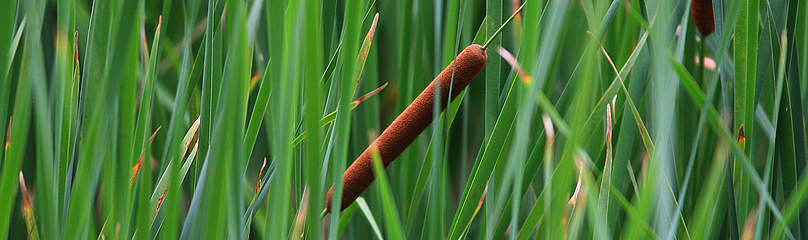 Bullrush / ©: Frank Parhizgar / WWF-Canada / ©: Frank Parhizgar / WWF-Canada