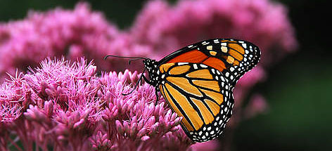 / &copy;: Frank Parhizgar / WWF-Canada