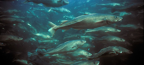 Atlantic cod (Gadus morhua) aquaculture, Newfoundland, Canada / ©: Gilbert Van Ryckevorsel / WWF-Canada / ©: Gilbert Van Ryckevorsel / WWF-Canada