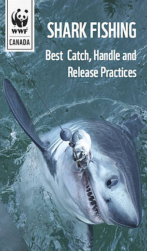Shark Fishing - Beat Catch, Handle and Release Practices / ©: Brendal Davis / ©: Brendal Davis