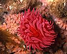 Crimson anemone (Cribrinopsis fernaldi) on Bowie Seamount
