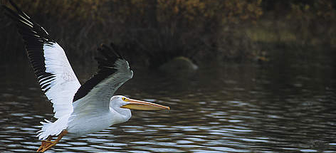  / &copy;: Garth LENZ / WWF-Canada