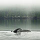 © Andrew S. Wright / WWf-Canada