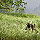 © Andrew S. Wright / WWf-Canada
