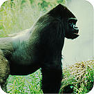  / &copy;: Chris Martin BAHR / WWF-Canon