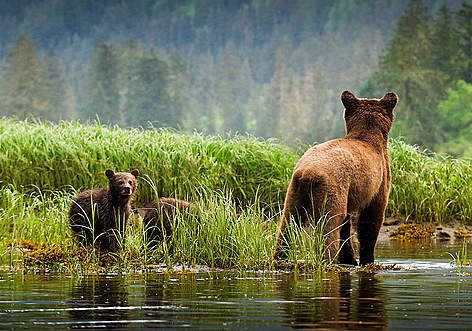 Grizzly and cubs in Great Bear estuary / ©: Andrew S. Wright / WWf-Canada / ©: Andrew S. Wright / WWf-Canada