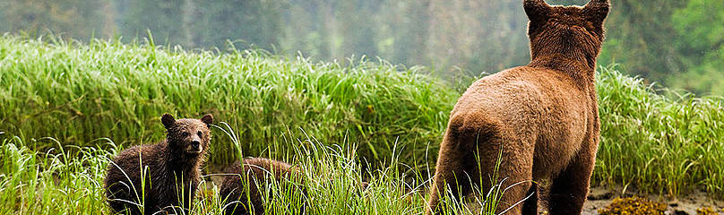 Grizzly and cubs in Great Bear estuary
© Andrew S. Wright / WWf-Canada
© Andrew S. Wright / WWf-Canada