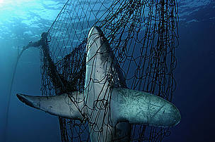A Thresher shark is fatally caught in a fishing net. / ©: Brian J. Skerry / National Geographic Stock / WWF / ©: Brian J. Skerry / National Geographic Stock / WWF