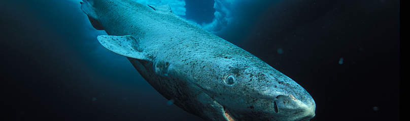 Greenland shark, Lancaster Sound, Nunavut, Northwest Territories, Canada.
© National Geographic Stock / Paul Nicklen / WWF
© National Geographic Stock / Paul Nicklen / WWF