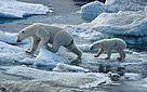  / &copy;: www.JSGrove.com / WWF