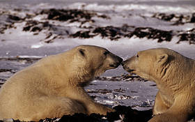 Ursus maritimus Polar bear Touching noses Churchill, Canada
© François Pierrel / WWF
© François Pierrel / WWF