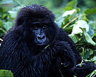 Mountain gorilla, adult female, in Virunga National Park, Democratic Republic of Congo.