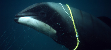  / &copy;: Stephen DAWSON / WWF-Canon