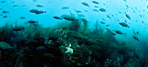 Rockfish swim at the summit of Bowie Seamount / ©: Neil McDaniel / ©: Neil McDaniel
