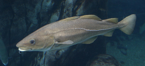 Atlantic Cod / ©: J.D. Taylor/WWF-Canada / ©: J.D. Taylor/WWF-Canada