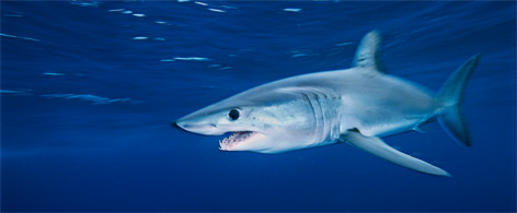 A Shortfin mako shark / ©: Brian J. Skerry / National Geographic Stock / WWF / ©: Brian J. Skerry / National Geographic Stock / WWF