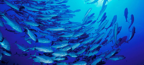 School of Bigeye trevally / ©: Cat Holloway/WWF-Canon / ©: Cat Holloway/WWF-Canon