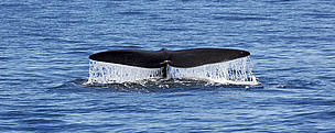  / &copy;: Canadian Whale Institute/Yan Guilbault/WWF-Canada