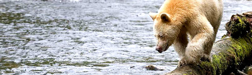Kermode bear (Ursus americanus kermodei) or Spirit bear fishing at Gribble Island in the Great Bear ...
© Andrew S. Wright / WWF-Canada
© Andrew S. Wright / WWF-Canada