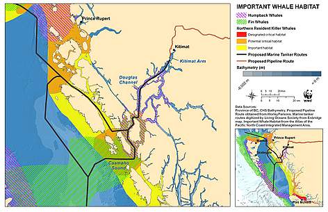 The Great Bear has some of the quietist ocean waters on Canada’s West Coast. / ©: WWF / ©: WWF