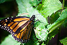  / &copy;: Paul Bettings / WWF-Canada