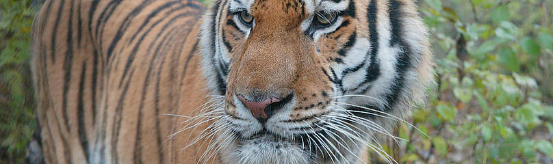 Siberian tiger in the
© Vladimir Filonov / WWF