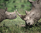 Southern white rhinoceros