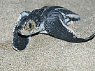  / &copy;: Carlos DREWS / WWF-Canon