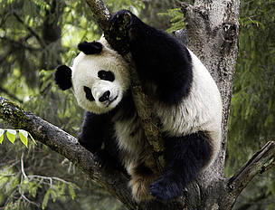  / &copy;: Bernard  DE WETTER / WWF-Canon