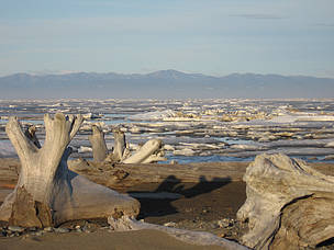 Sea ice and driftwood, Beaufort Sea, near Herschel Island, Yukon, Canada. / ©: Monte HUMMEL / WWF-Canada / ©: Monte HUMMEL / WWF-Canada