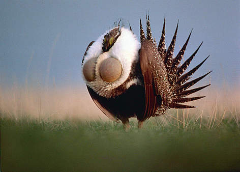  / &copy;: Wilf SCHURIG / WWF-Canada