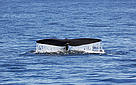  / &copy;: Canadian Whale Institute/Yan Guilbault / WWF-Canada