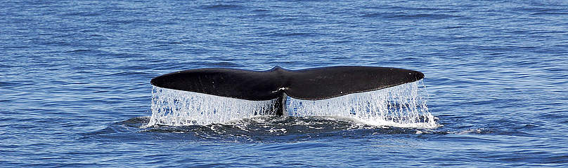 Canadian Whale