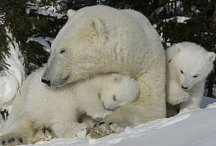 A Western Hudson Bay population female Polar bear (Ursus maritimus) with her two three-month old ... / ©: Peter EWINS / WWF-Canada / ©: Peter EWINS / WWF-Canada